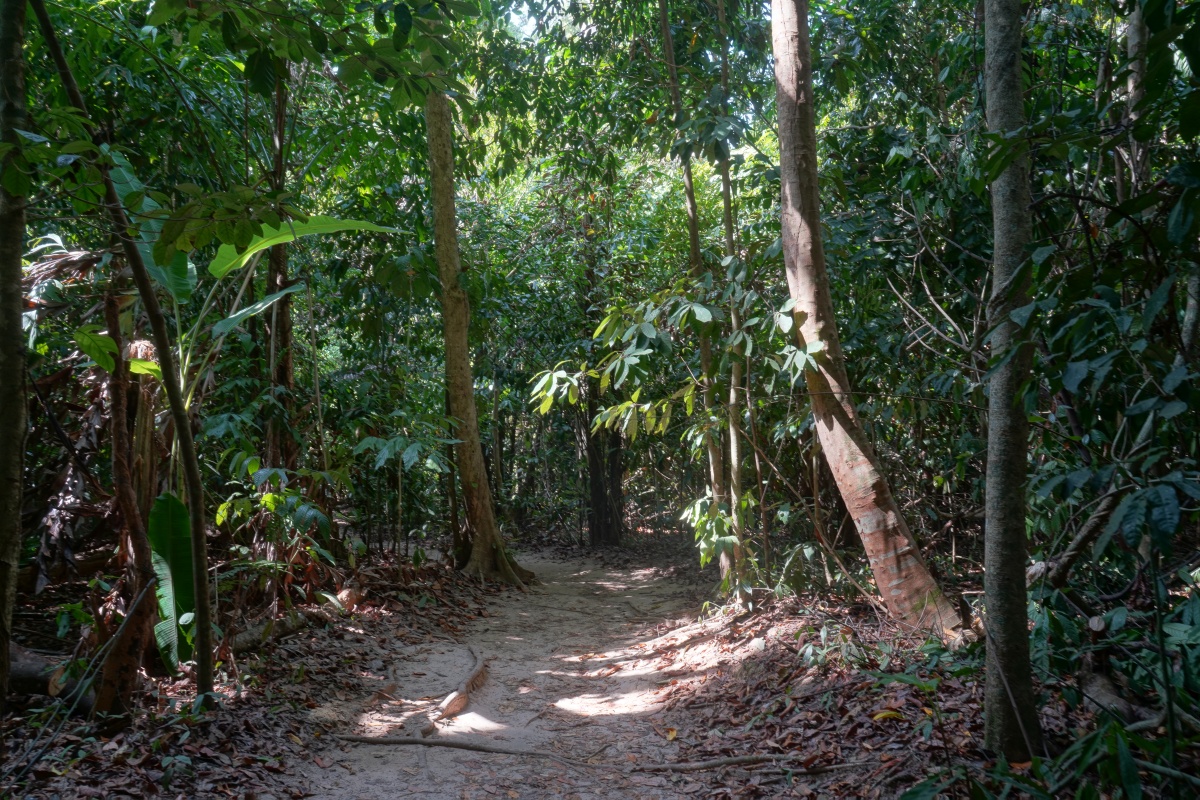 Waldweg auf Ko Miang