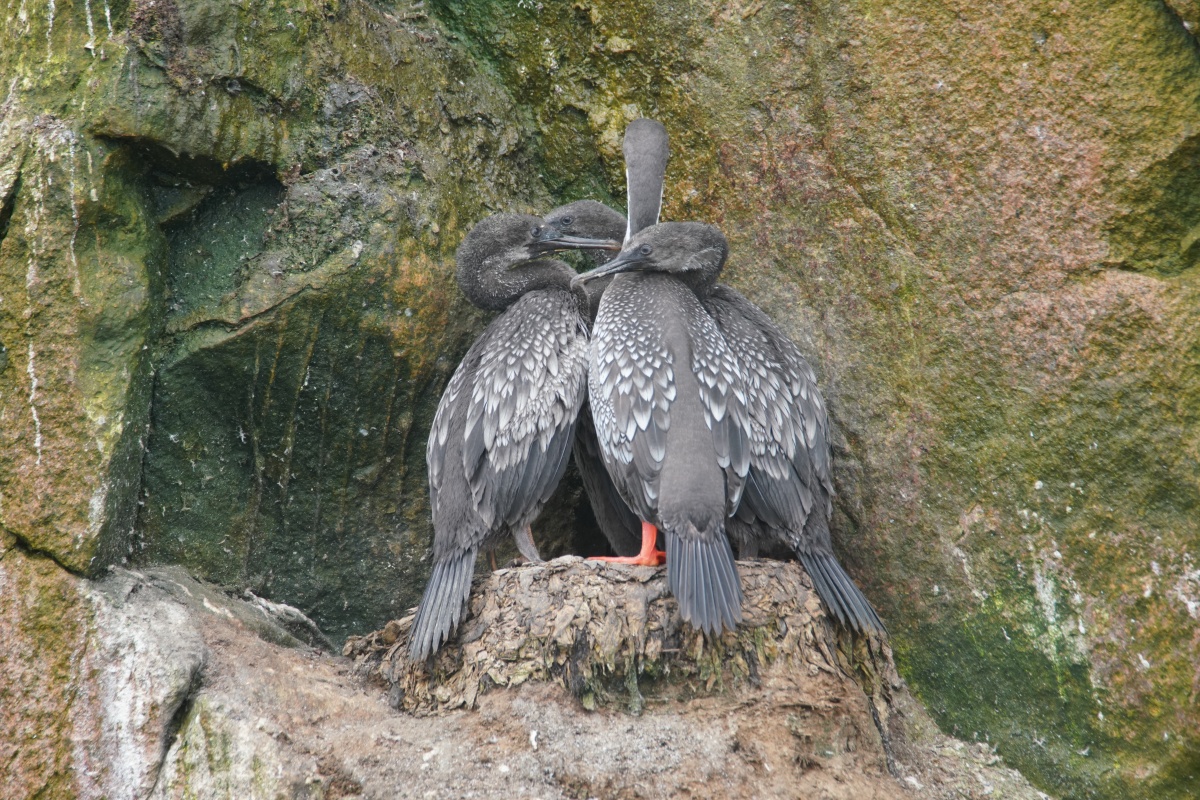Familie von Guanoscharben (Guanokormorane) auf den Islotes Tres Marías – drei Jungtiere und ein Elterntier mit den roten Beinen