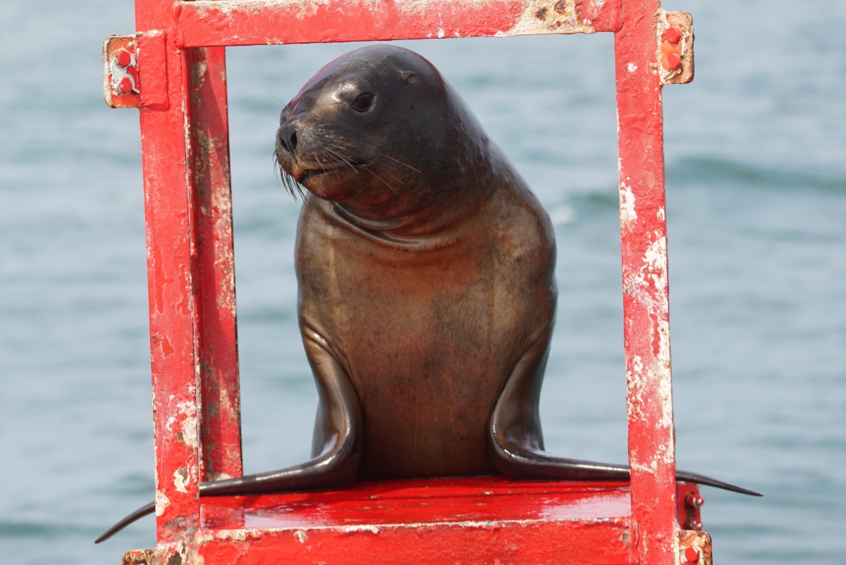 Südamerikanischer-Seebär-Dame auf einer Boje bei Paracas