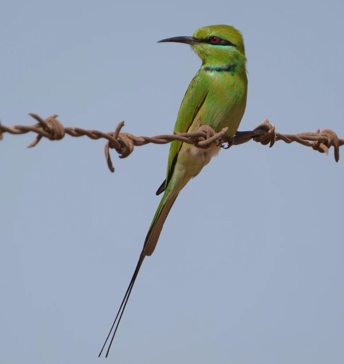 Bronzescheitel-Smaragdspint auf dem Zaun von Qubbet el-Hawa in Assuan