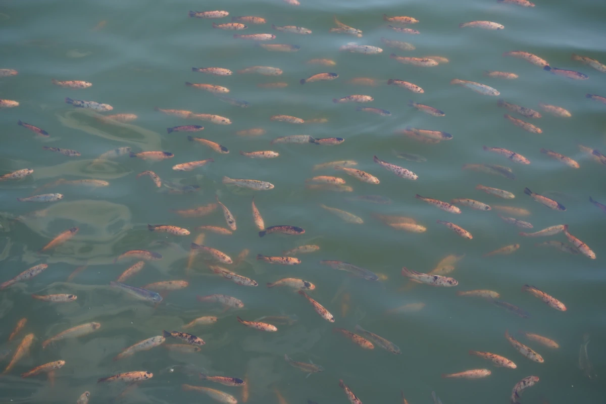 Fische im Alkaff Lake im Bidadari Park in Singapur