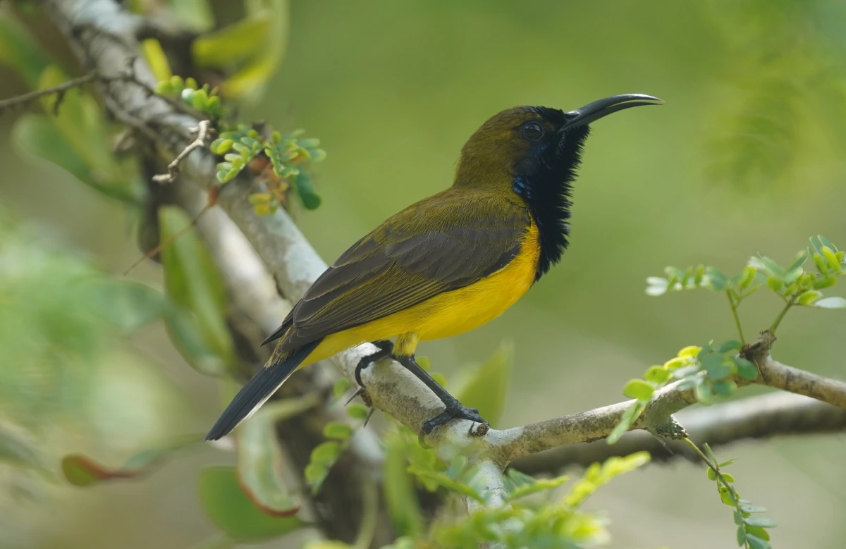 Grünrücken-Nektarvogel im Botanischen Garten von Singapur