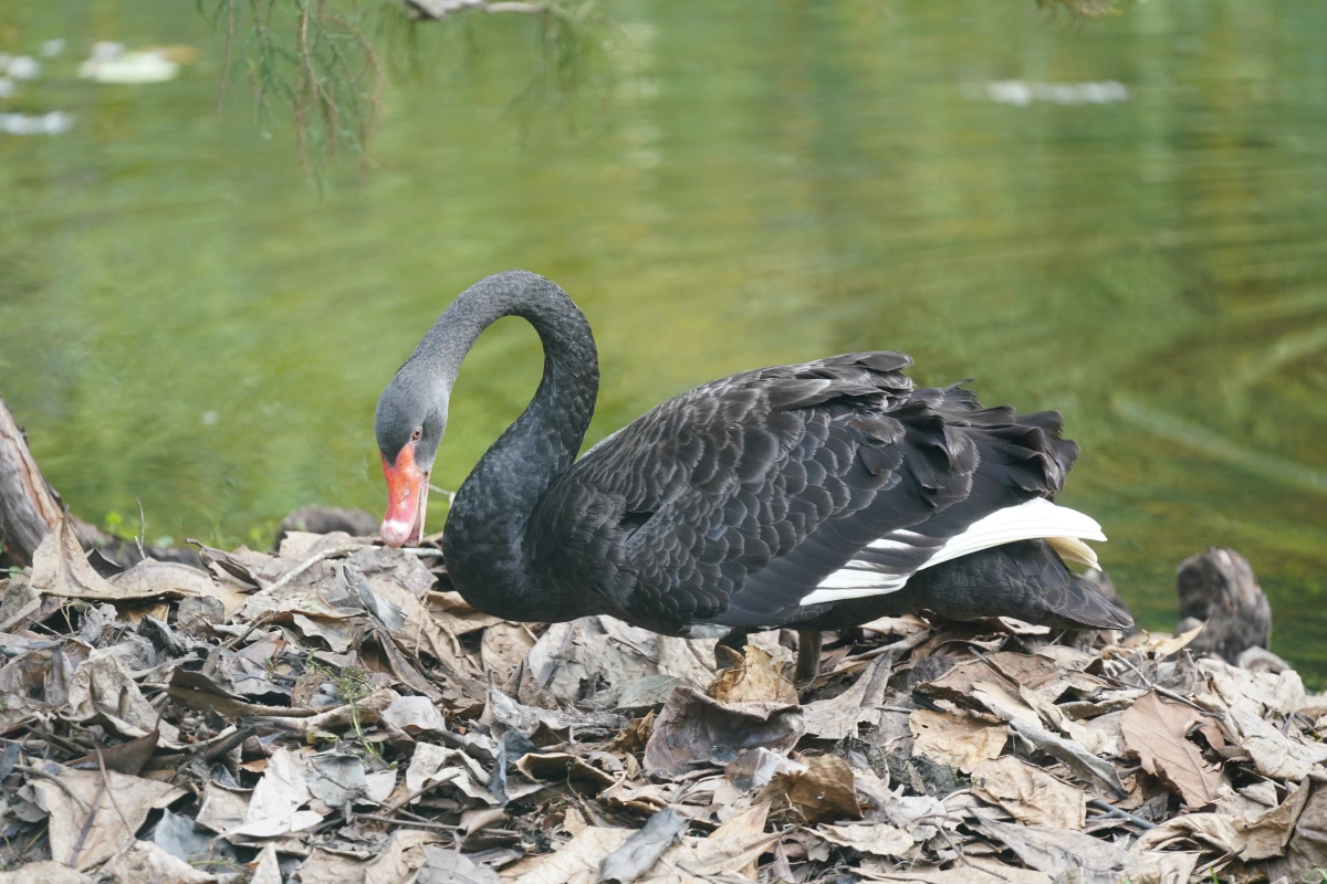 Ein Schwarzschwan im Botanischen Garten von Singapur baut ein Nest