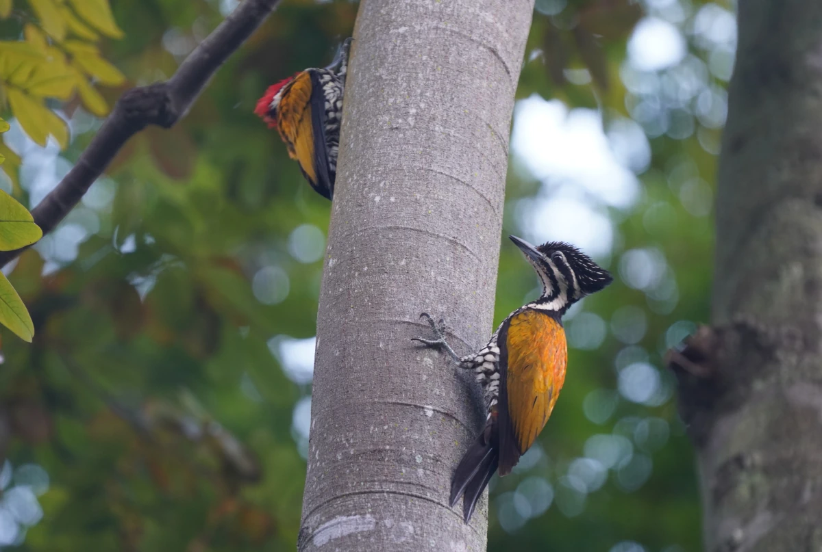 Zwei Feuerrückenspechte in einem Baum Sindora velutina in den Gardens by the Bay in Singapur; links das Männchen, rechts das Weibchen