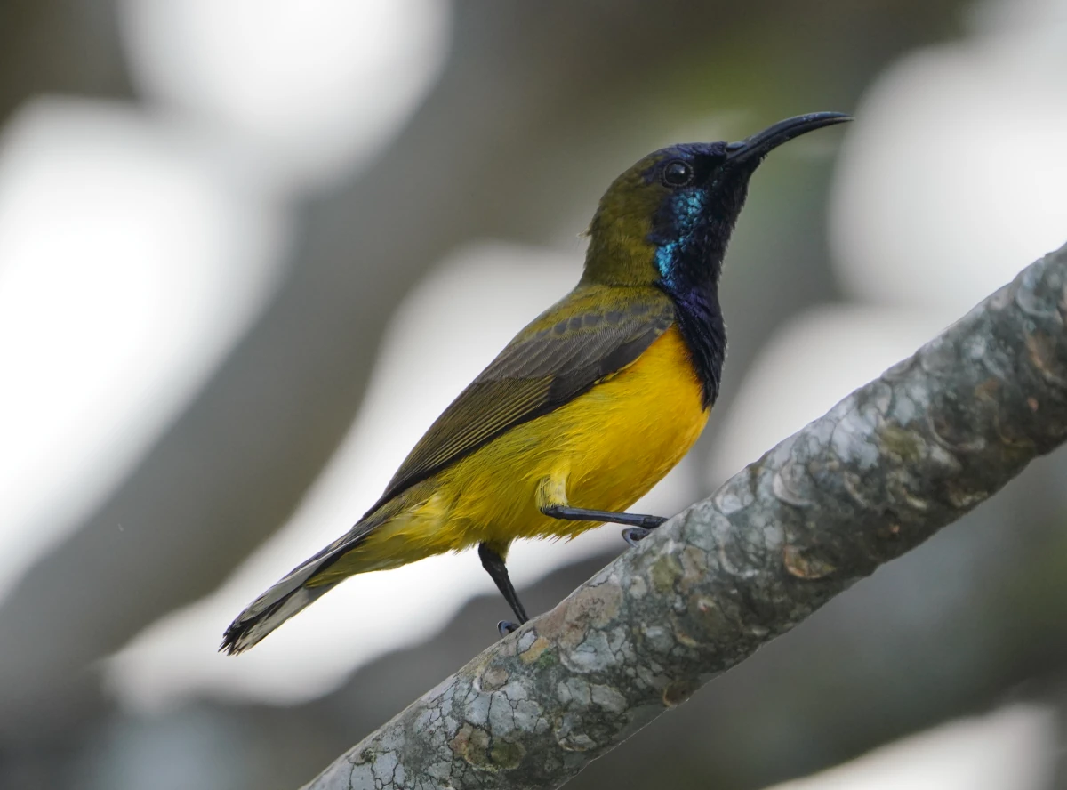 Grünrücken-Nektarvogel in den Gardens at the Bay in Singapur