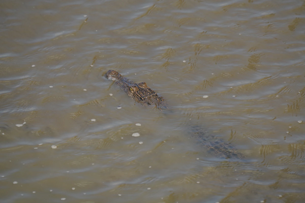 Schwimmendes kleines Salzwasserkrokodil (Leistenkrokodil) im Sungei Buloh Wetlands Reserve