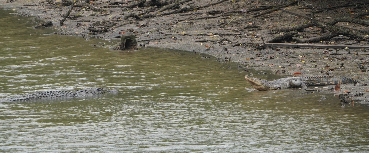 Bewegnung zweier Salzwasserkrokodile (Leistenkrokodile) im Sungei Buloh Wetlands Reserve