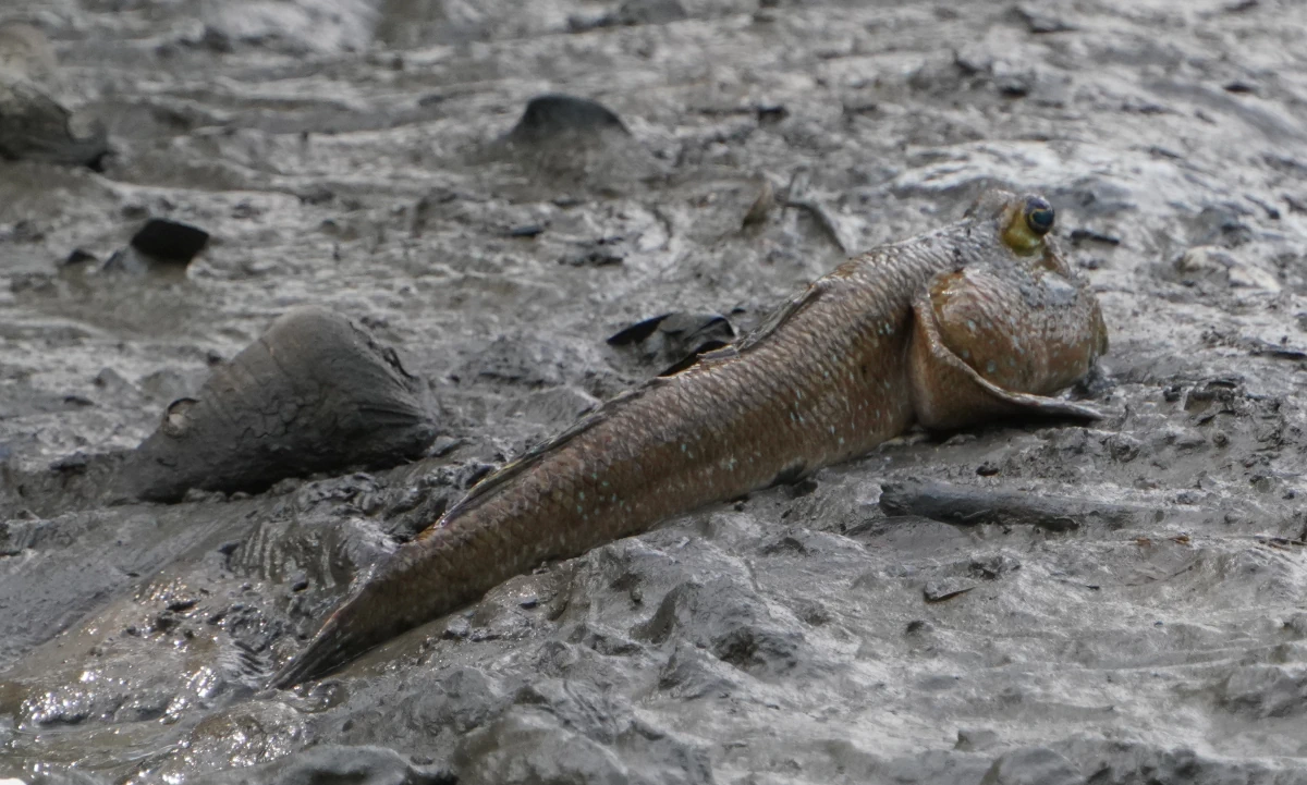 Ein Schlammspringer sitzt auf dem Trockenen