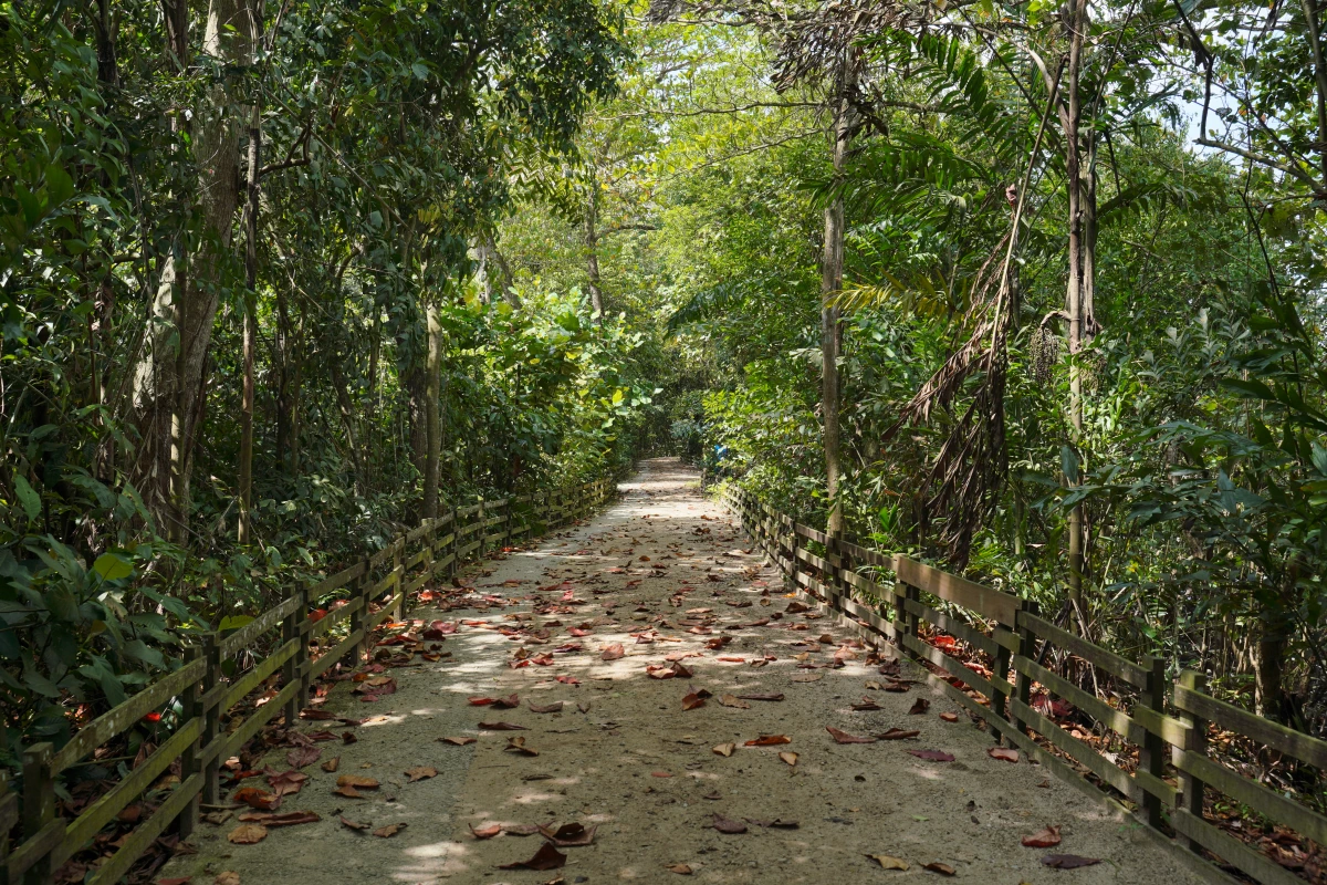 Weg durchs Sungei Buloh Wetlands Reserve