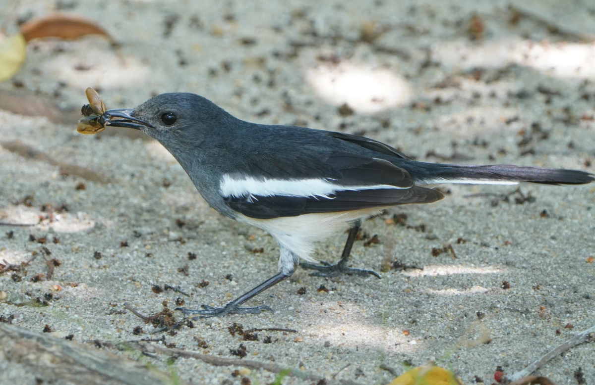 Weibliche Dajalschama (ein Fliegenschnäpper) mit gefangenem Insekt im Benjakitti-Park in Bangkok