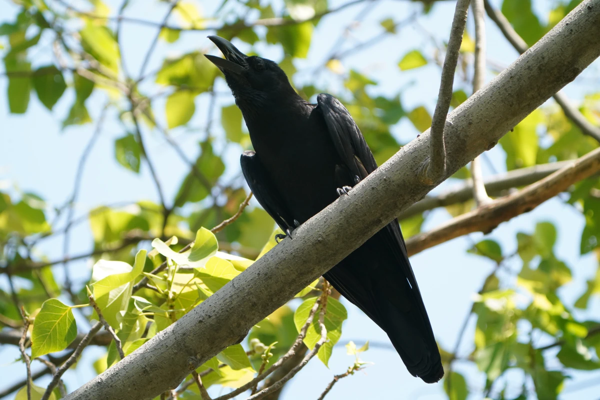 Dickschnabelkrähe (Dschungelkrähe) im Benjakitti-Park in Bangkok
