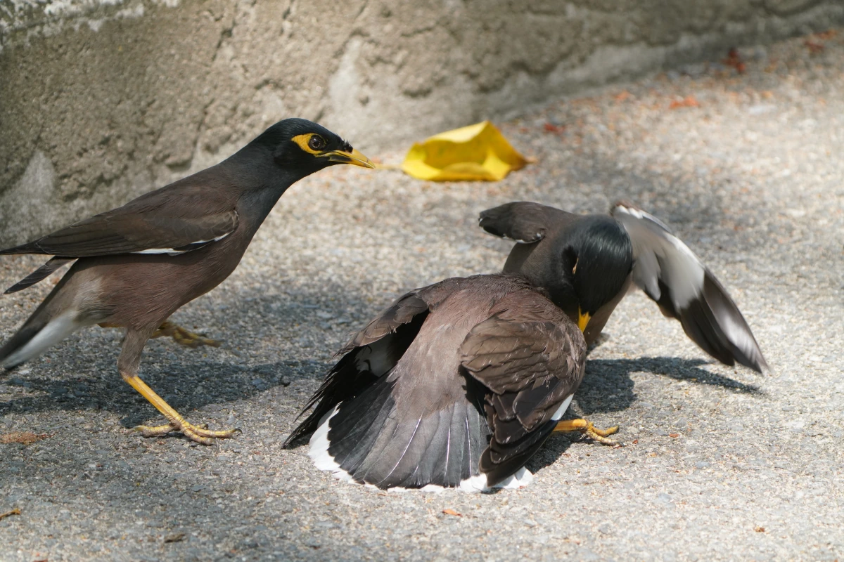 Hirtenmainas im Benjakitti-Park in Bangkok hassen auf einen Artgenossen