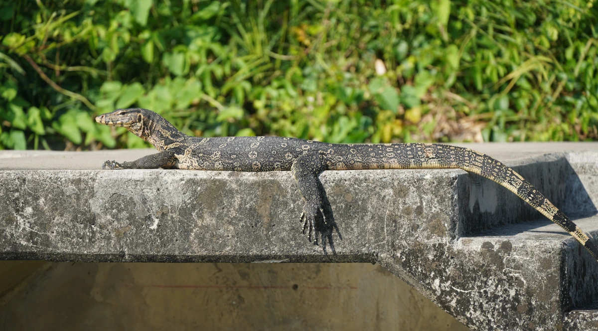 Waran am Khlong Bangkok Noi