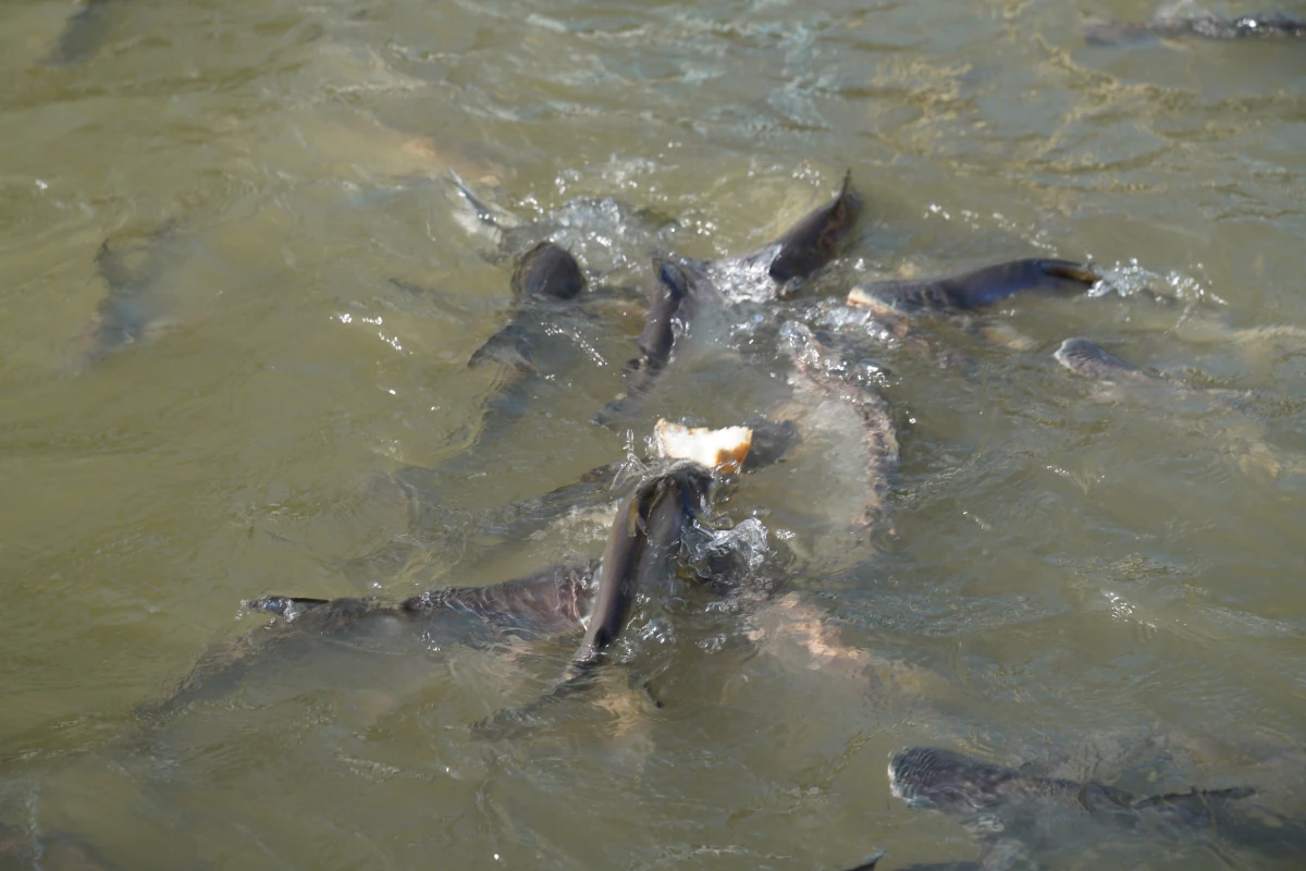 Welse Füttern beim Wat Suwannaram am Khlong Bangkok Noi