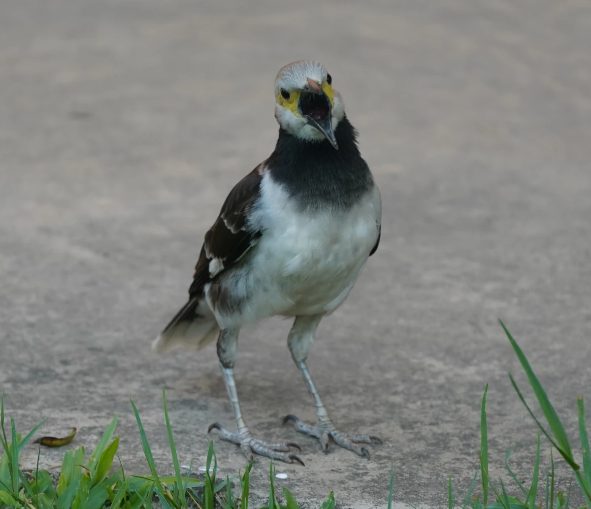 Halsbandstar im Benjakitti-Park in Bangkok