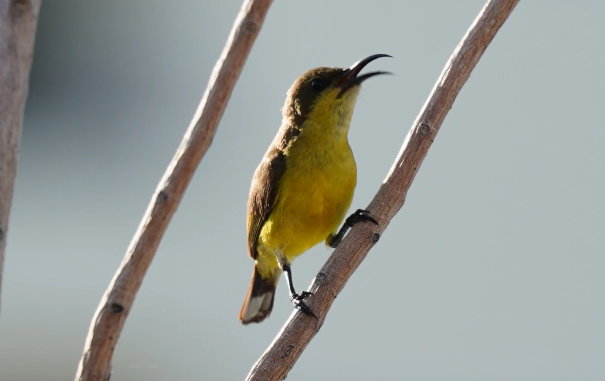 Grünrücken-Nektarvogel auf dem Dach des Galleria 10 in Bangkok