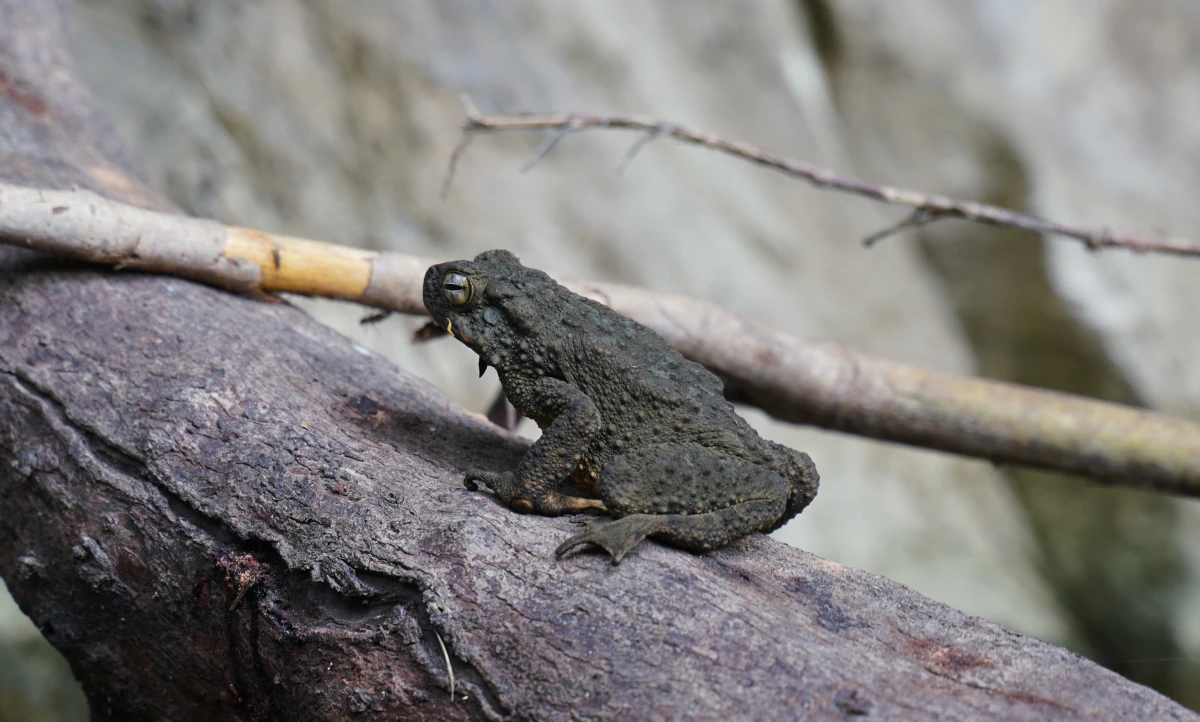 Asiatische Riesenkröte auf einem Baumstamm im Sok-Fluss
