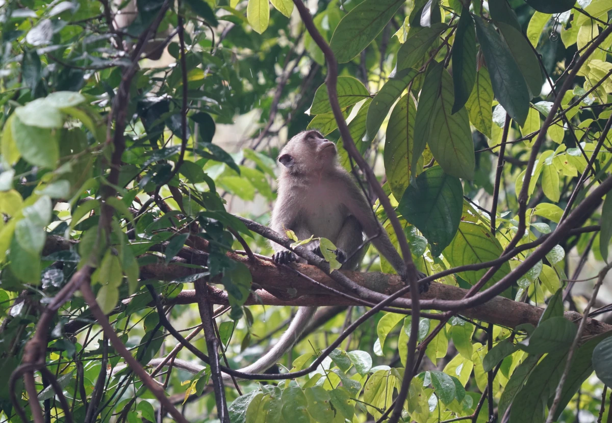 Kleiner Javaneraffe in einem Baum über dem Sok-Fluss