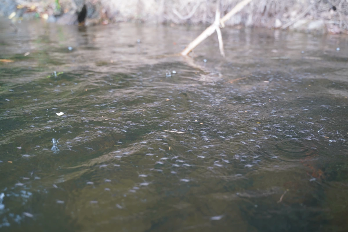 Wasserläufer auf dem Sok-Fluss
