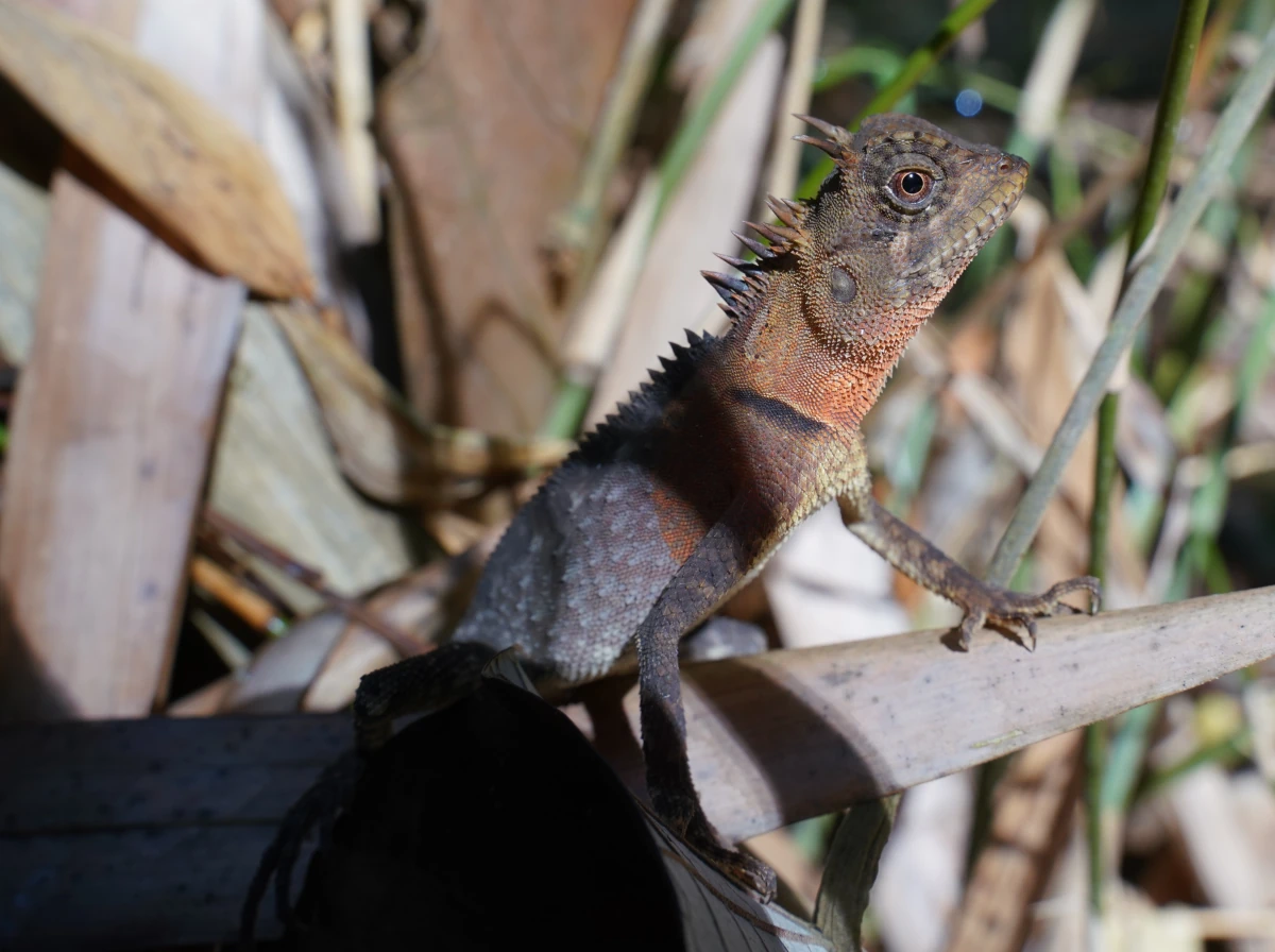 Masken-Nackenstachler im Khao-Sok-Nationalpark