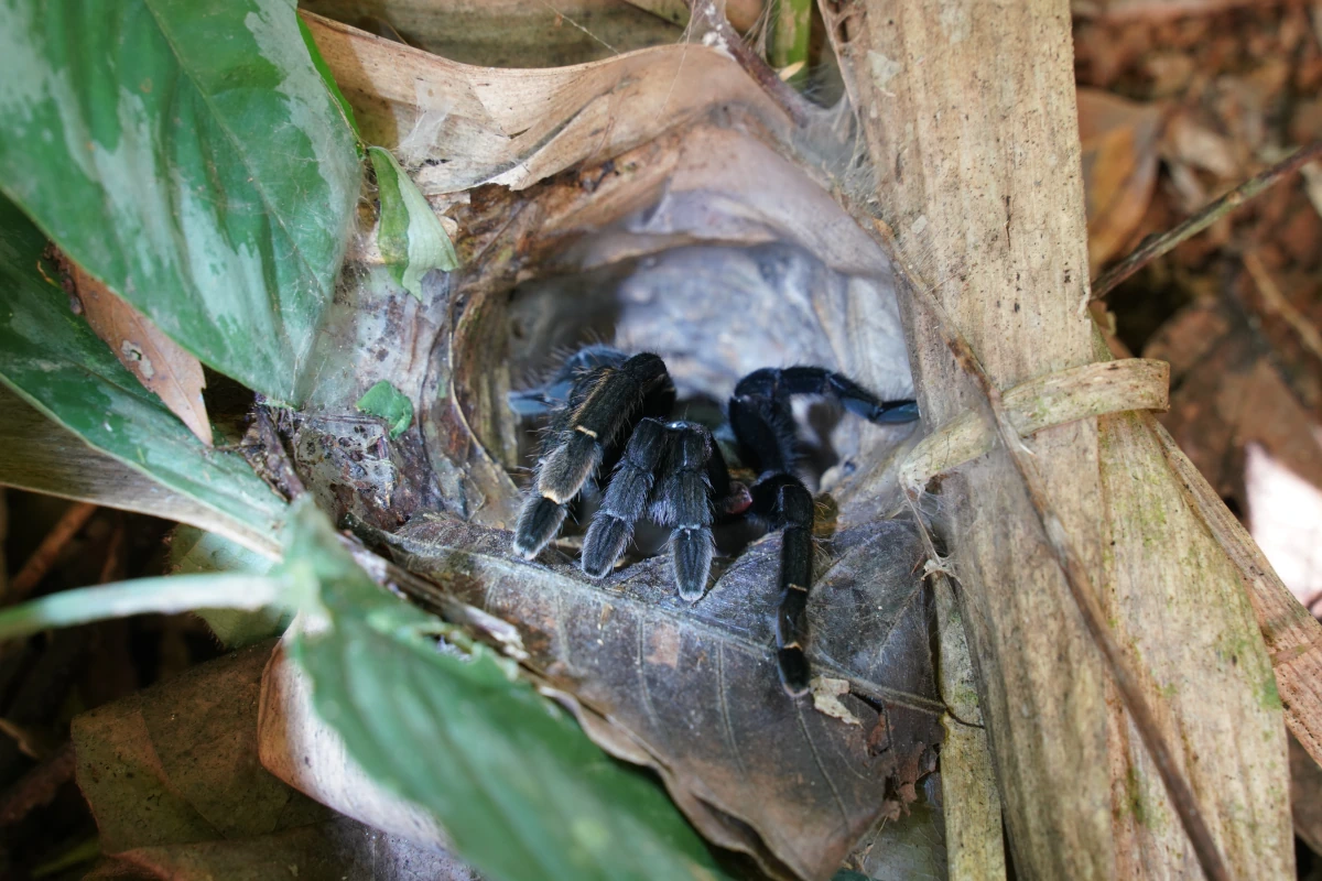Schwarze Thai-Vogelspinne im Khao-Sok-Nationalpark guckt aus ihrem Loch