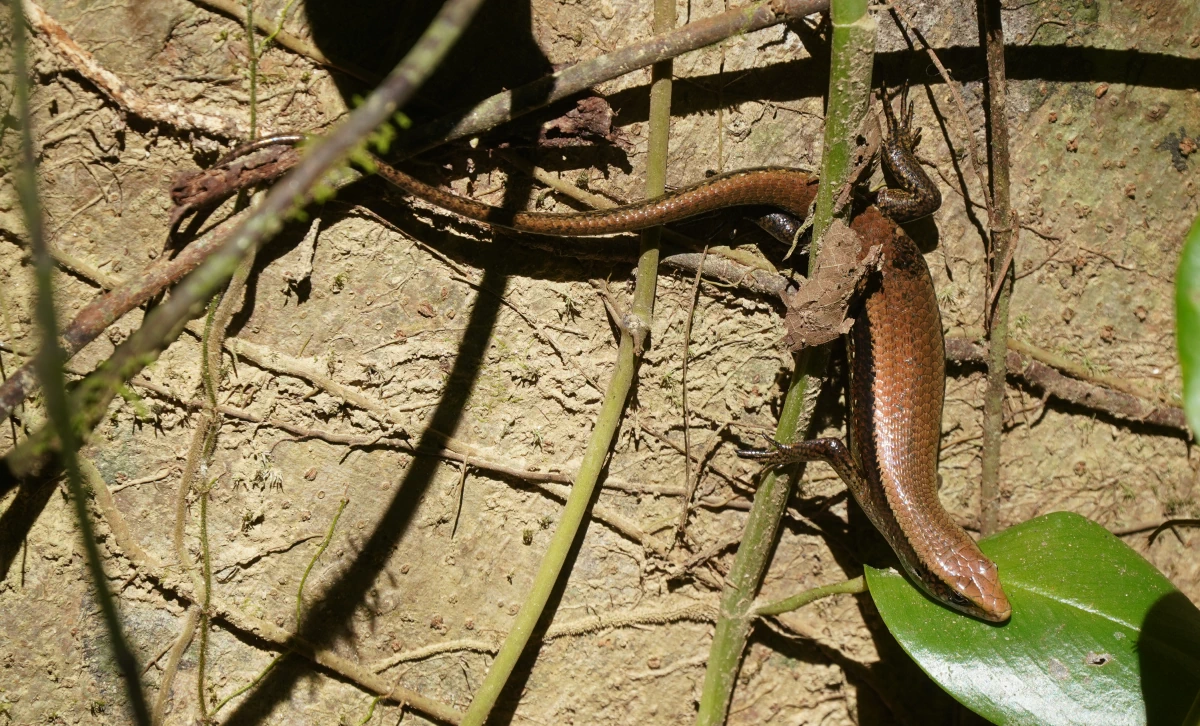Ein Skink im Khao-Sok-Nationalpark