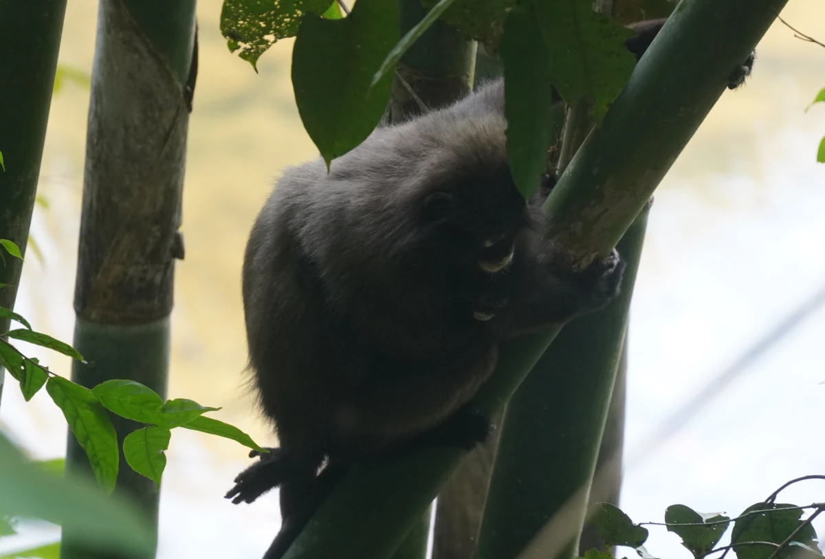 Südliche Brillenlanguren: Adultes Tier mit Jungtier im Khao-Sok-Nationalpark