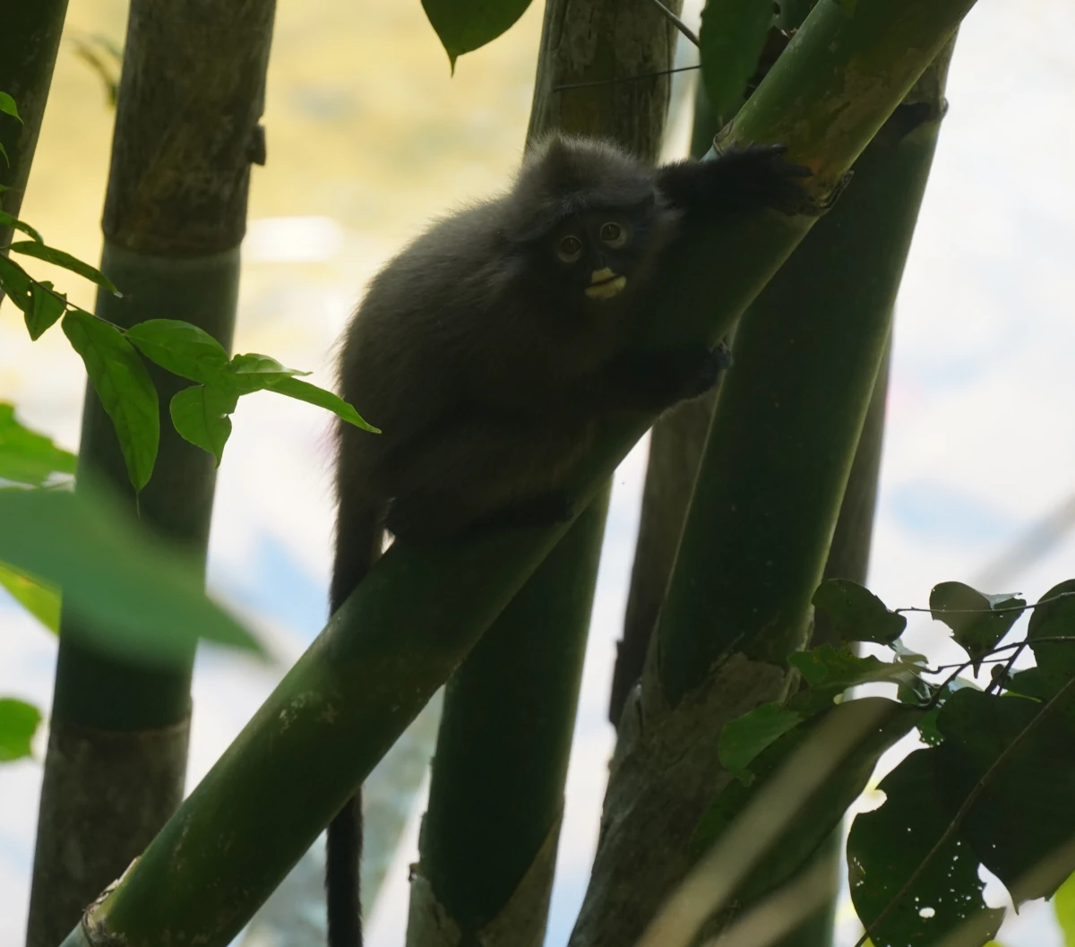 Junger Südlicher Brillenlangur im Khao-Sok-Nationalpark
