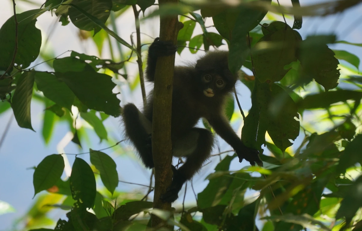 Junger Südlicher Brillenlangur im Khao-Sok-Nationalpark