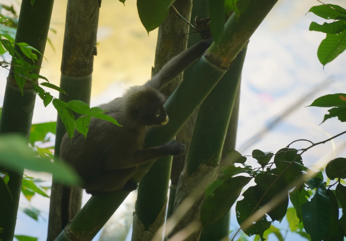 Südlicher Brillenlangur im Khao-Sok-Nationalpark setzt zum Sprung an