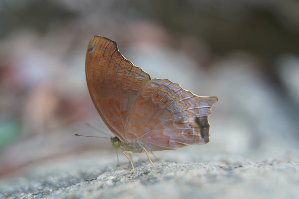 Ein Edelfalter im Khao-Sok-Nationalpark