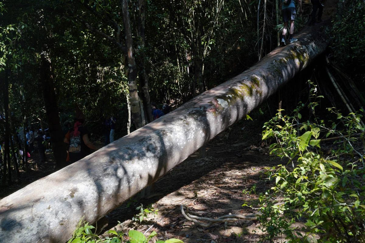 Umgestürzter Baum im Khao-Sok-Nationalpark