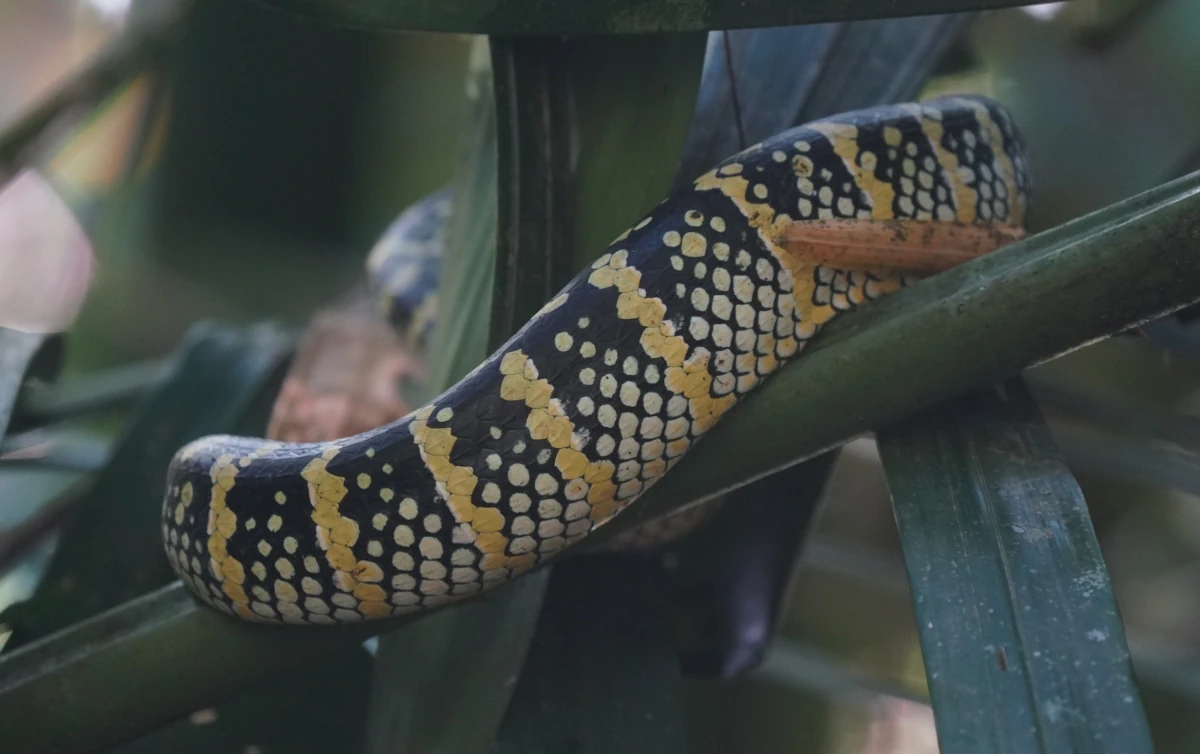 Wanglers Lanzenotter im Khao-Sok-Nationalpark