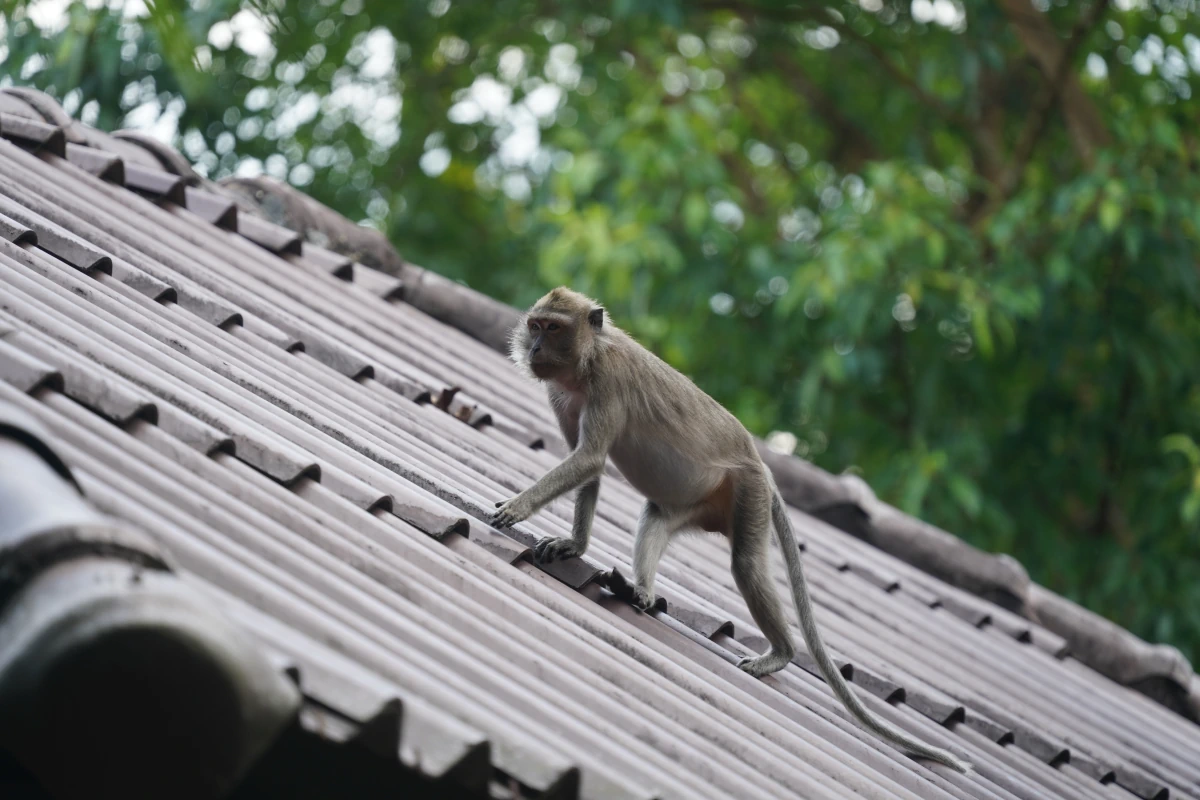 Javaneraffe auf dem Dach einer Hütte der Khao Sok River Lodge