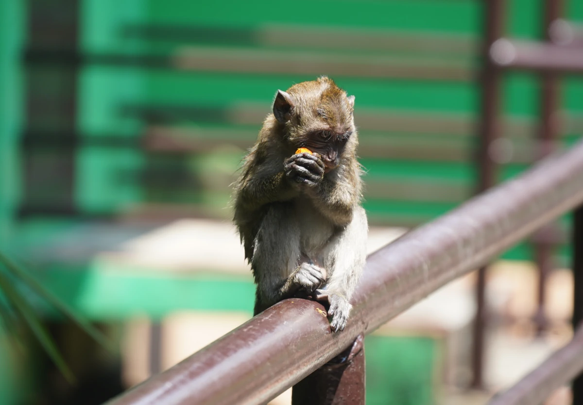 Junger Javaneraffe frisst