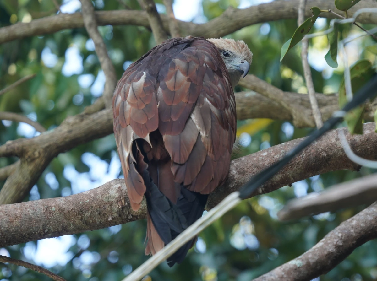 Brahmanenmilan auf Ko Khai Nok