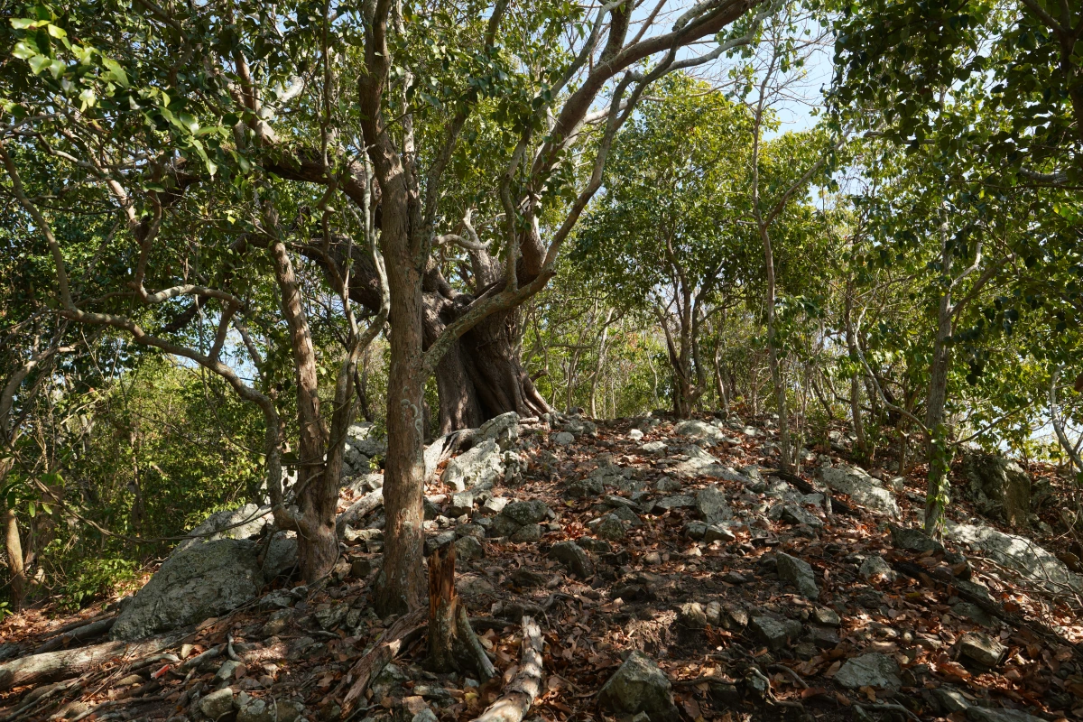 Wald von Ko Khai Nok