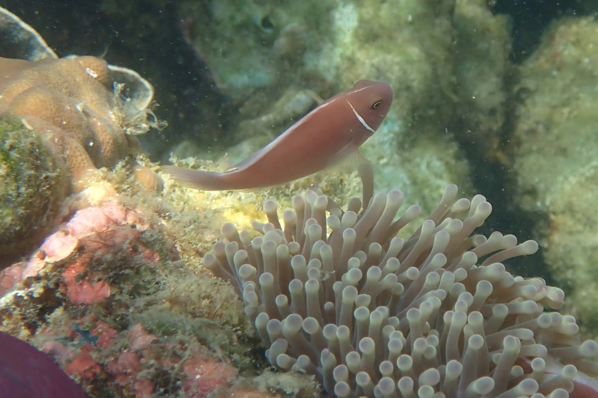 Halsband-Anemonenfisch mit Anemone (vermutlich Prachtanemone)
