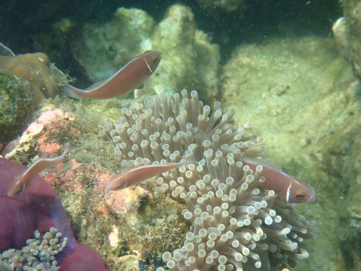 Halsband-Anemonenfische mit Anemone (vermutlich Prachtanemone)
