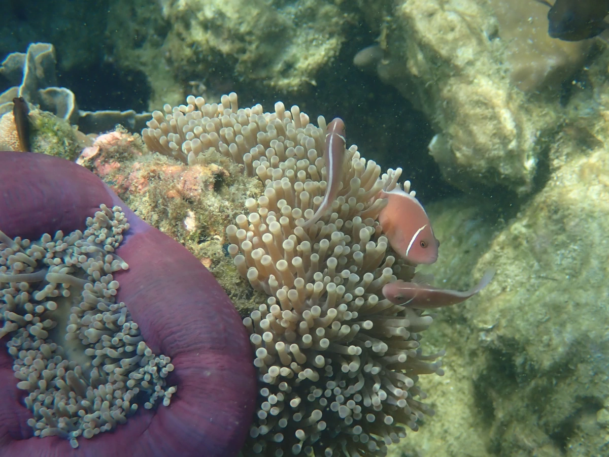 Halsband-Anemonenfisch mit Anemone (vermutlich Prachtanemone)
