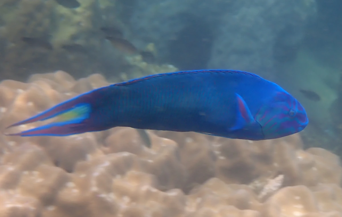 Mondsichel-Lippfisch