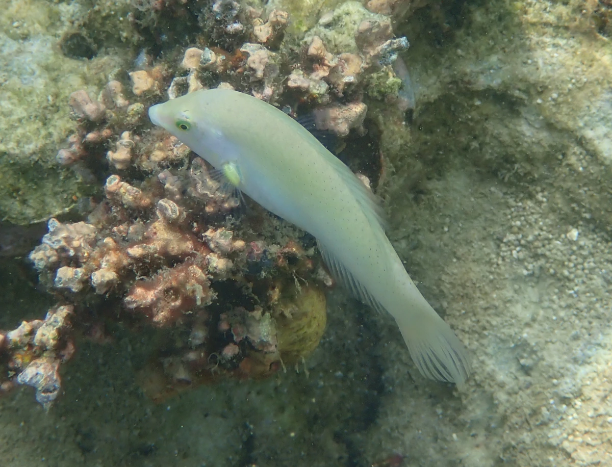 Pastellgrüner Lippfisch