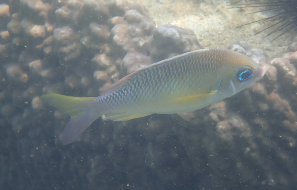 Perlen-Scheinschnapper