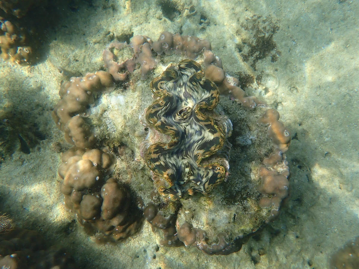 Schuppige Riesenmuschel