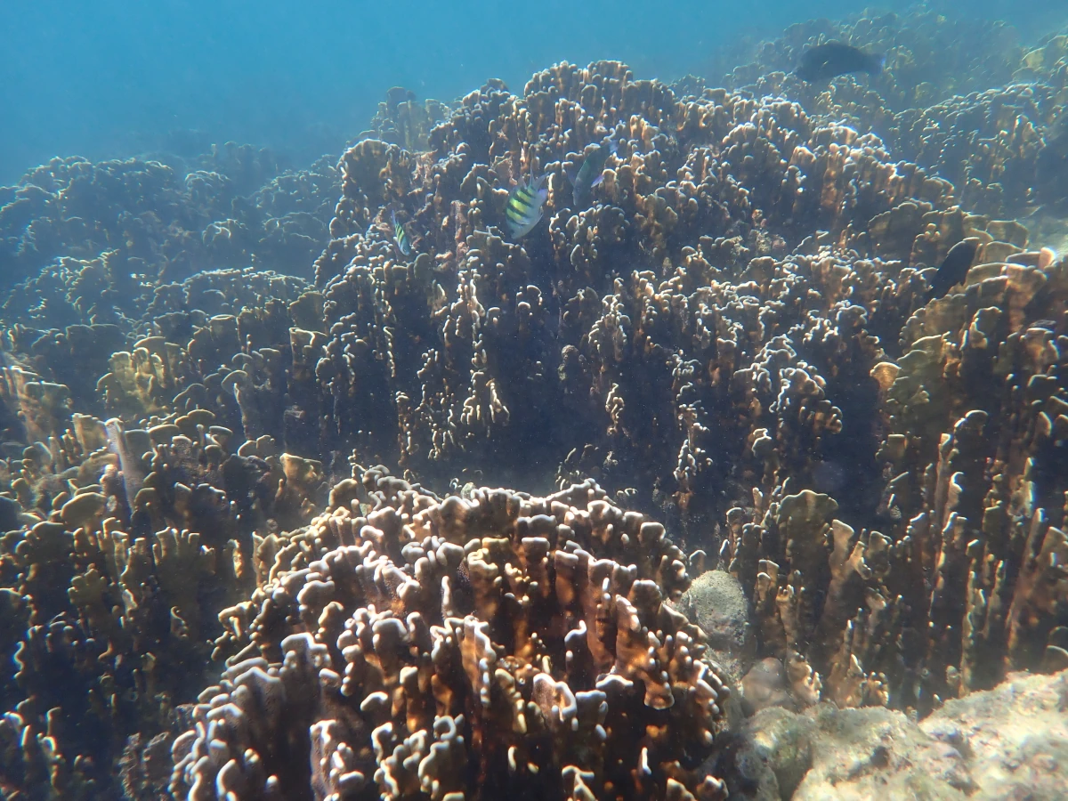 Korallenriff vor Ko Poda Nai