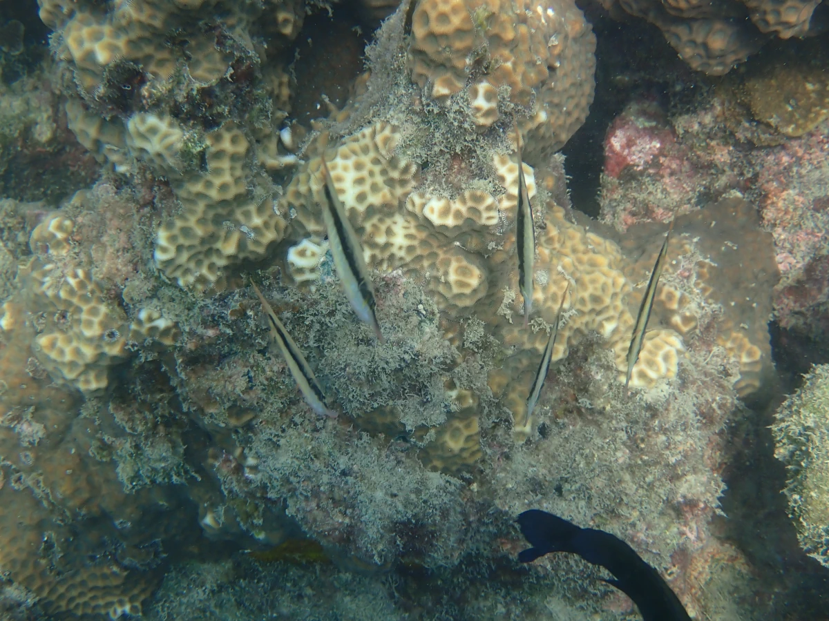 Schnepfenmesserfische (leben vertikal mit dem Kopf nach unten)