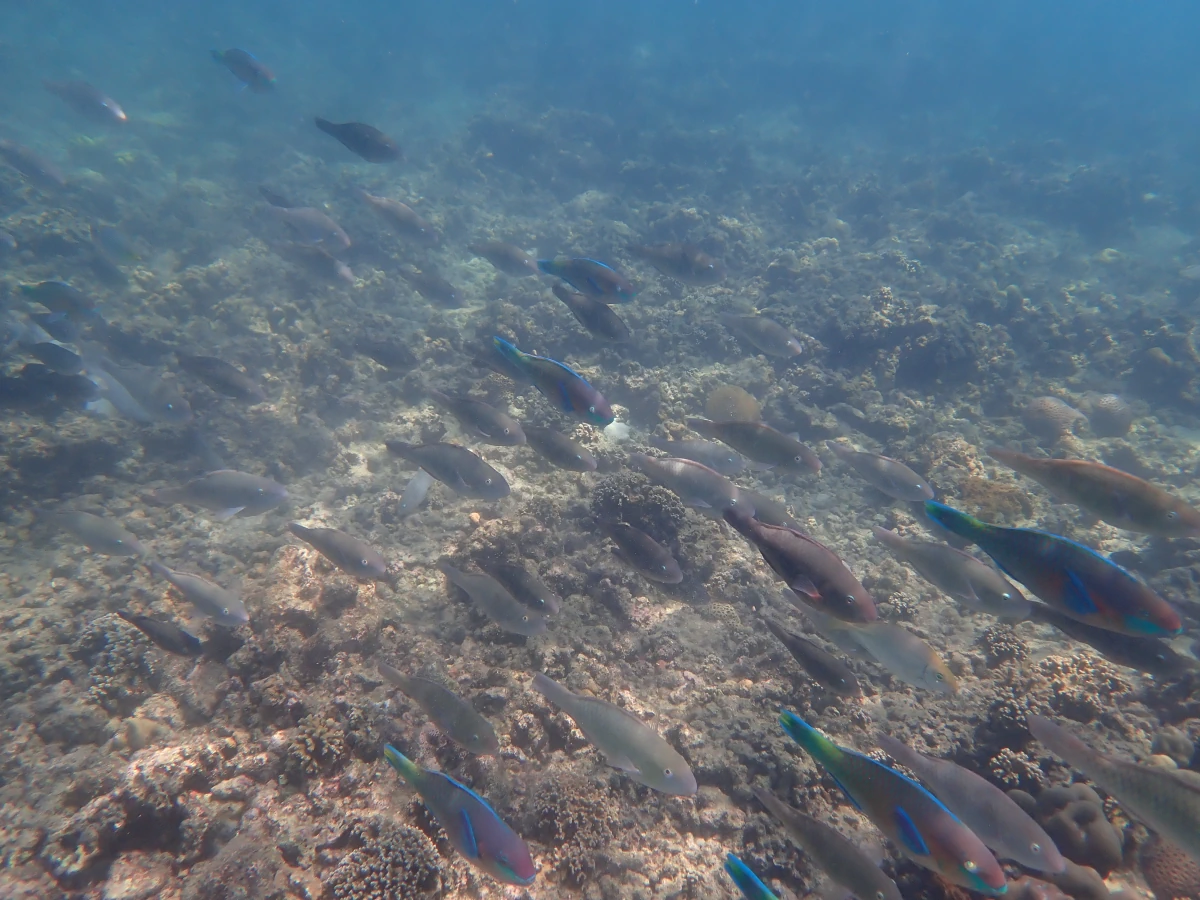 Papageifischschwarm (und einige Kaninchenfische)