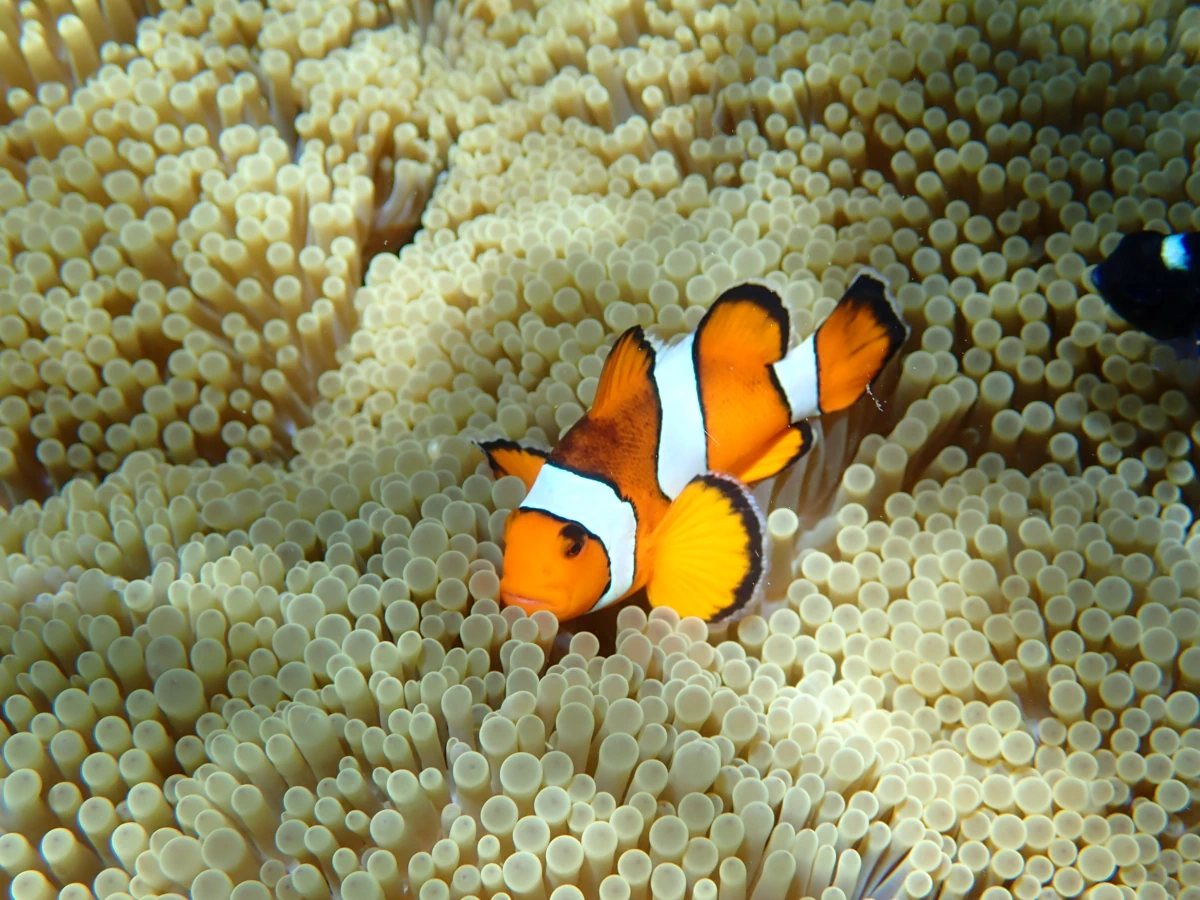 Falscher Clownfisch in seiner Anemone