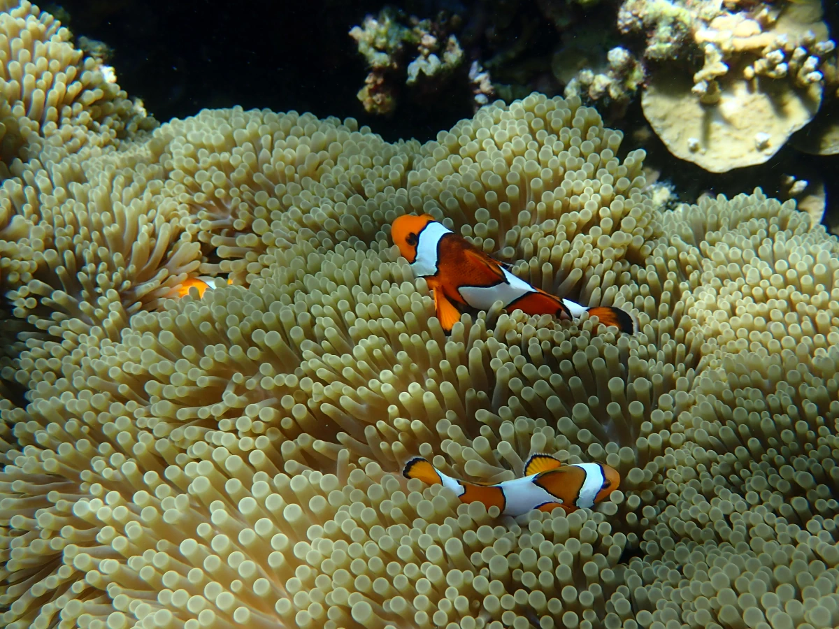 Falsche Clownfische in einer Anemone