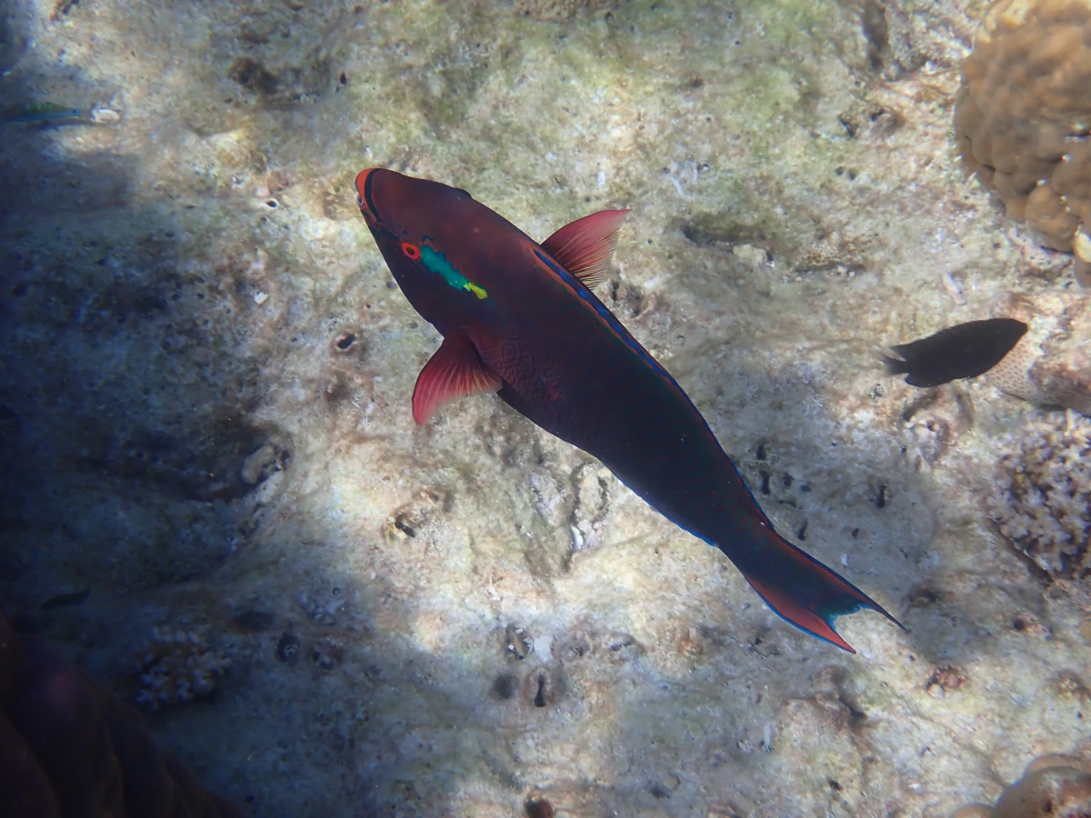 Schwarzer Papageifisch